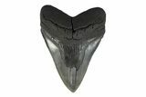 Serrated, Fossil Megalodon Tooth - South Carolina #239763-1